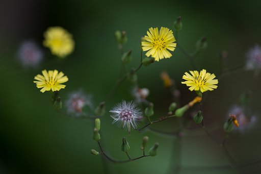 抜けなかった草花
