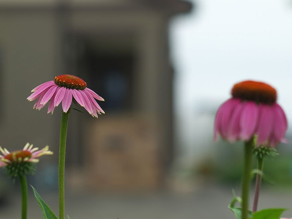 何の花かな？