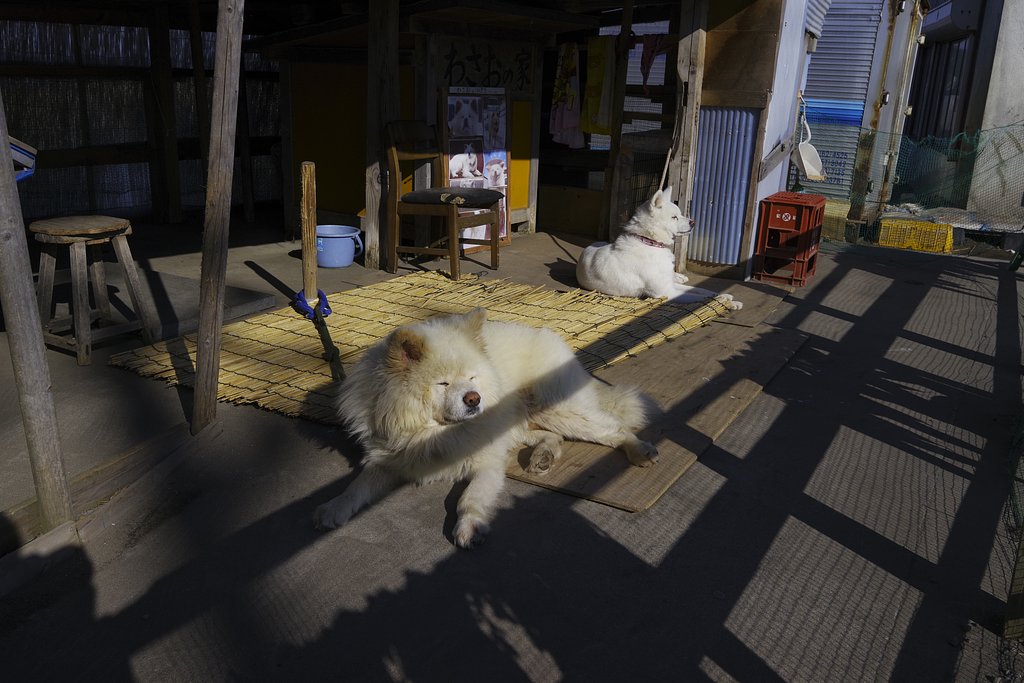 秋田犬わさお　と　つばき