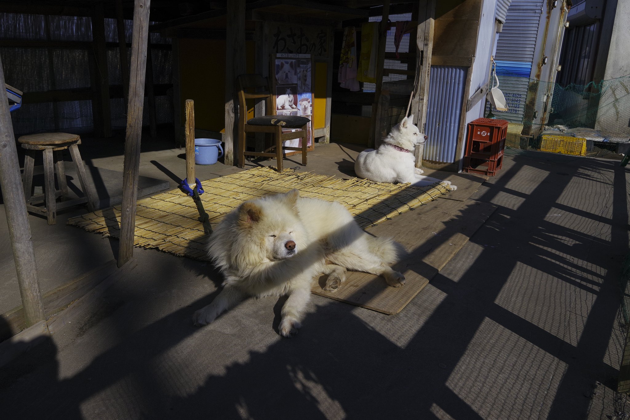 秋田犬わさお　と　つばき