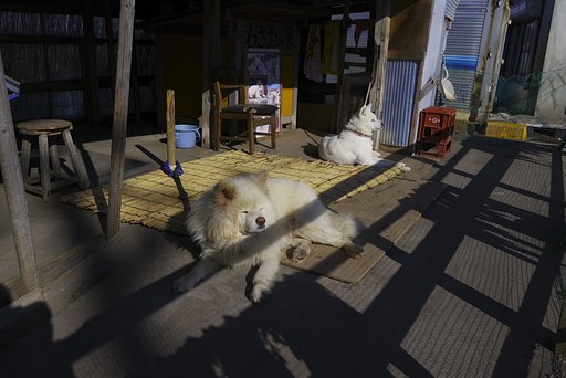 秋田犬わさお　と　つばき