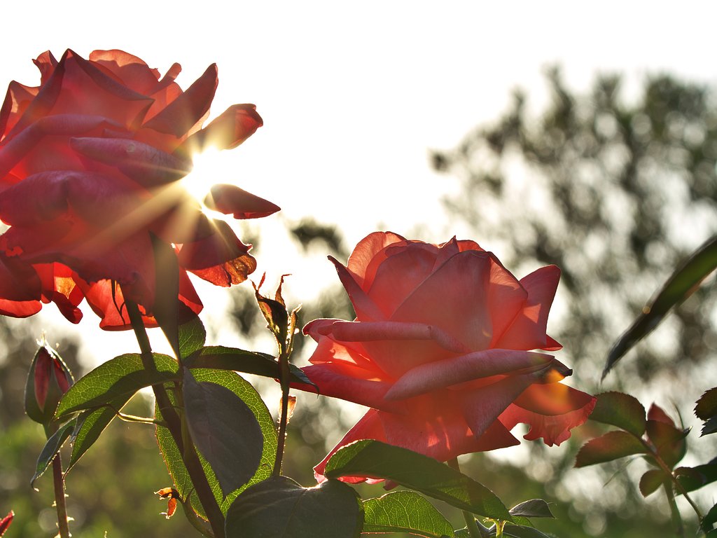 光芒２