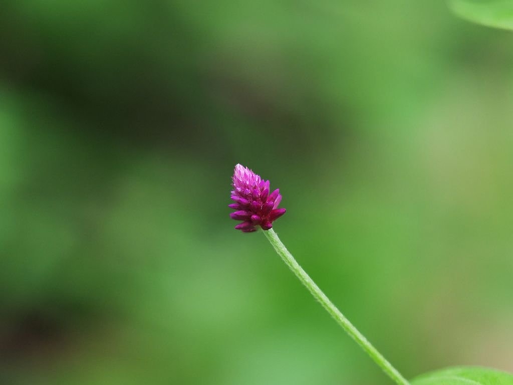 赤い花？