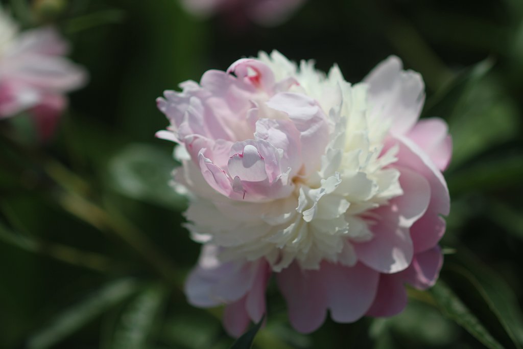 芍薬　NO3