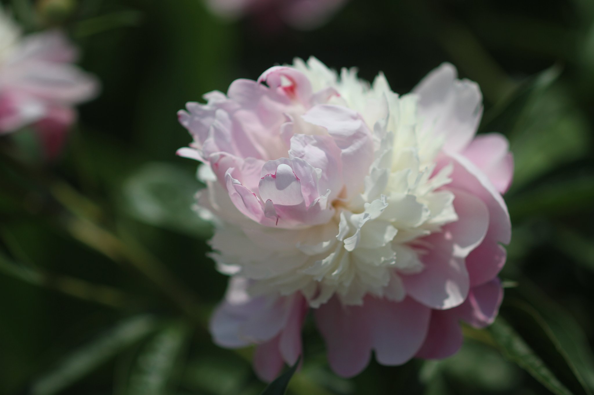芍薬　NO3