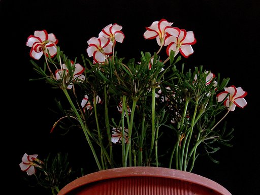 オキザリス