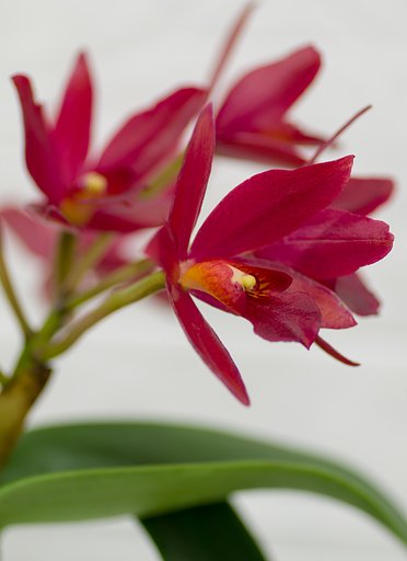 PENTAX-D FA MACRO 100mm F2.8