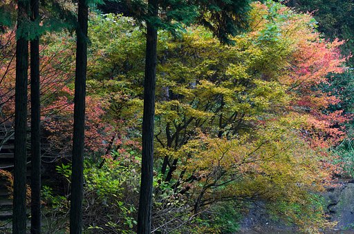 山行
