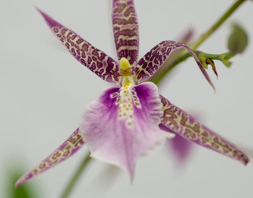 PENTAX-D FA MACRO 100mm F2.8