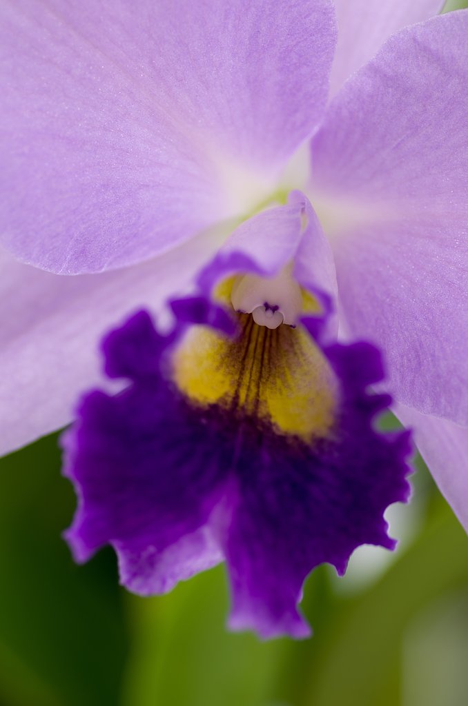 PENTAX-D FA MACRO 100mm F2.8