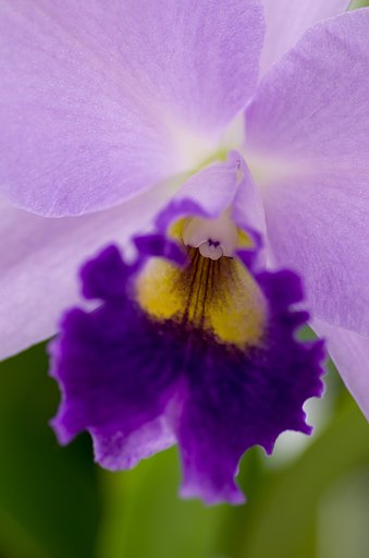 PENTAX-D FA MACRO 100mm F2.8