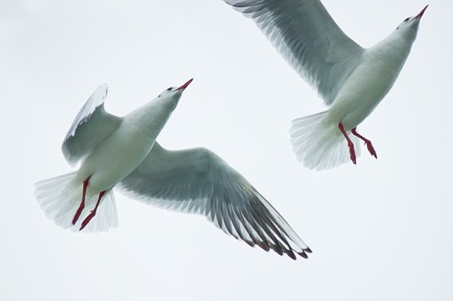 中之島のユリカモメ