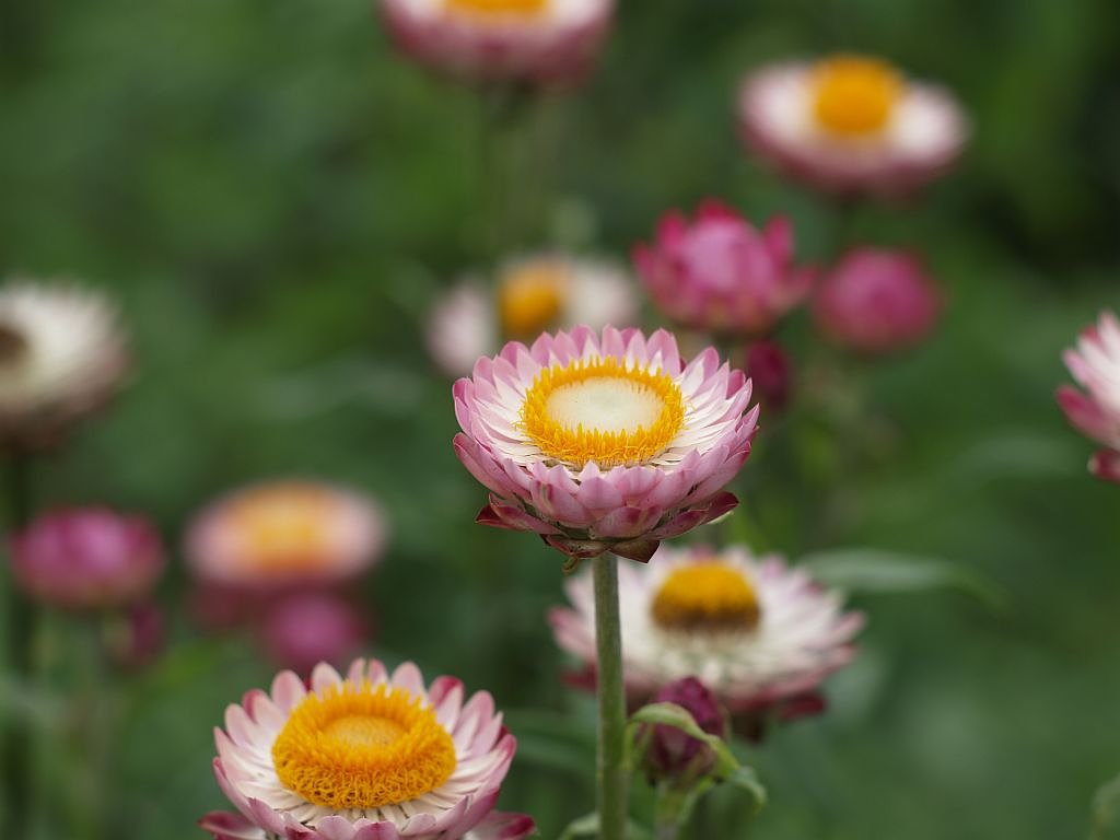キク科の花？