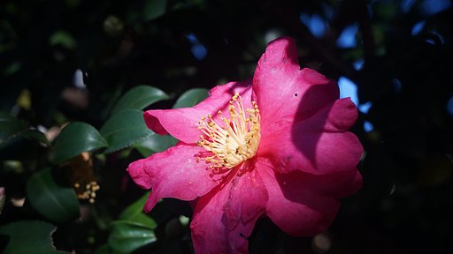 冬の花