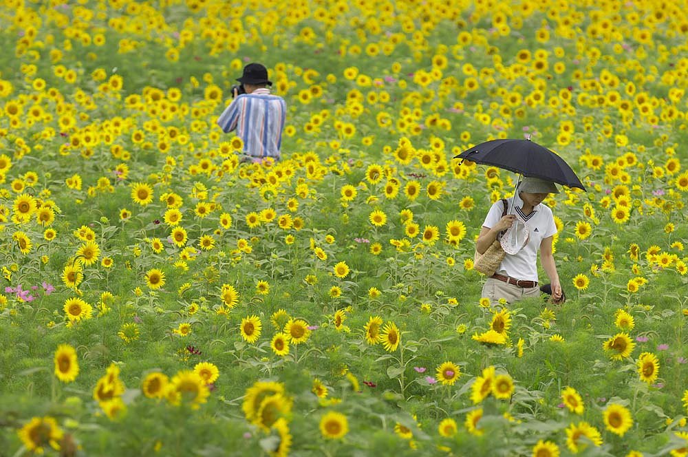 ヒマワリの中で