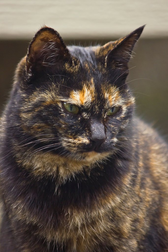 まだまだご近所猫。