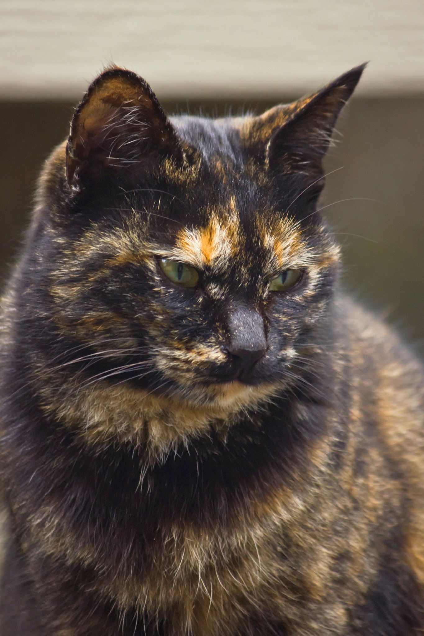 まだまだご近所猫。