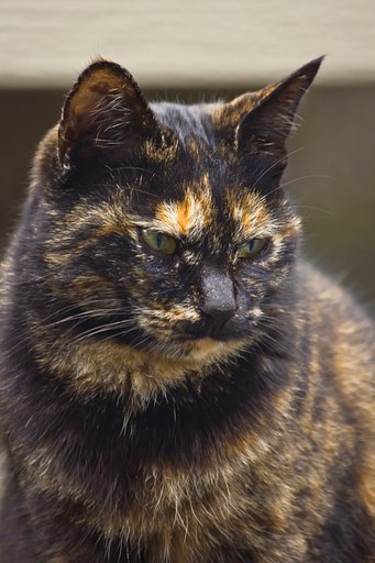 まだまだご近所猫。