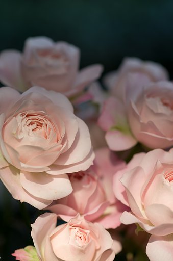 SIGMA MACRO 70mm F2.8
