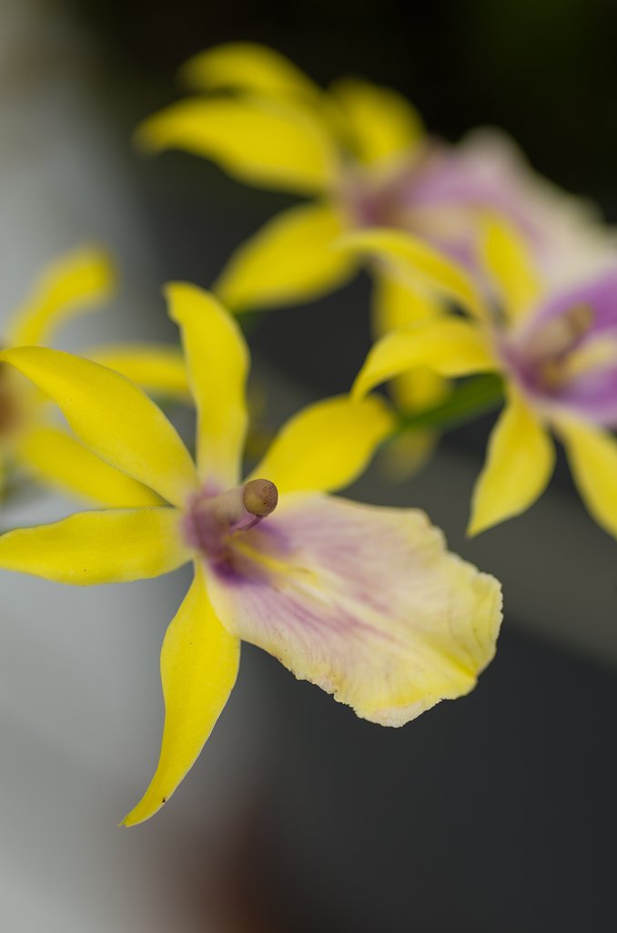 PENTAX-D FA MACRO 100mm F2.8