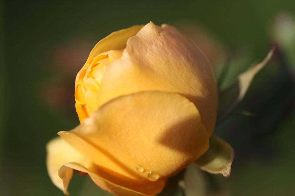 Sigma EX 105mm F2.8　macro