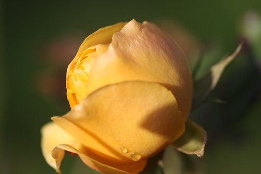 Sigma EX 105mm F2.8　macro