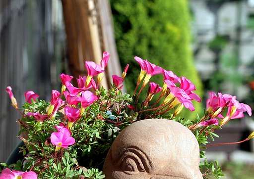 Canon  EF100㎜F2.8　macro