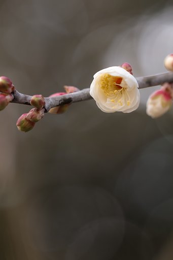 CONTAX645 AMP120mmF4 