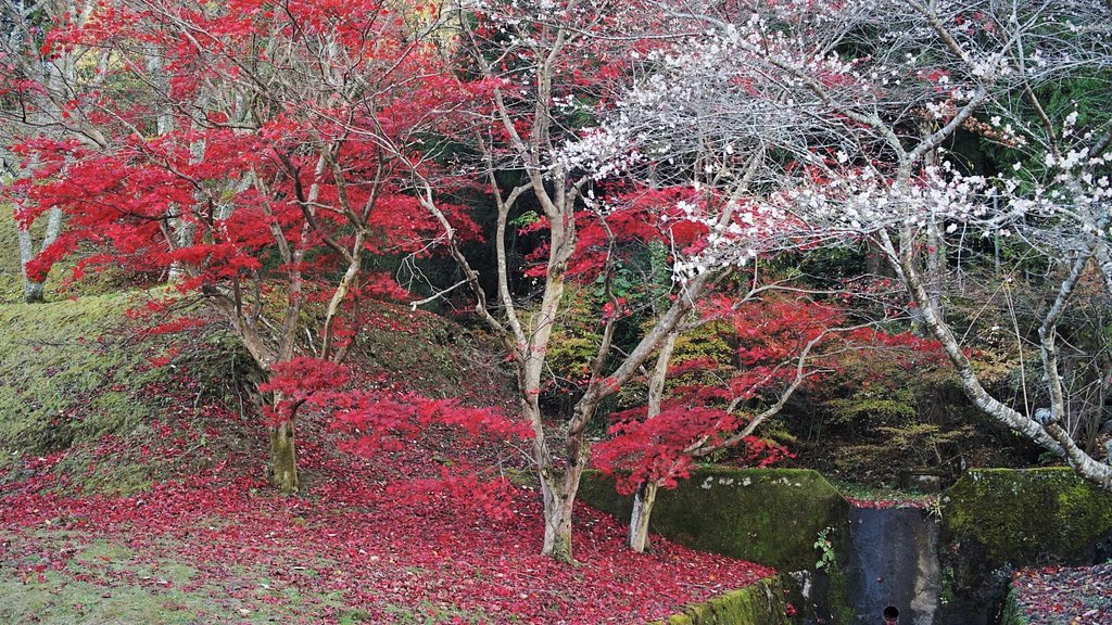 小原四季桜