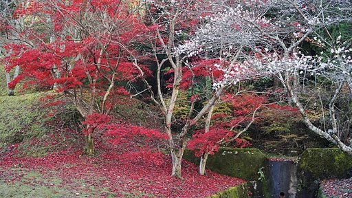 小原四季桜