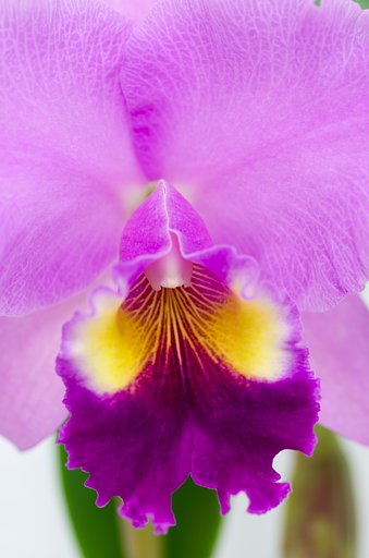 PENTAX-D FA MACRO 100mm F2.8