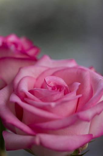 SIGMA MACRO 70mm F2.8