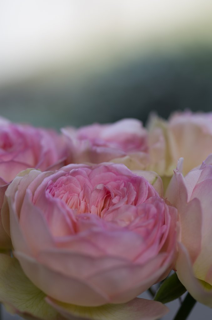 SIGMA MACRO 70mm F2.8