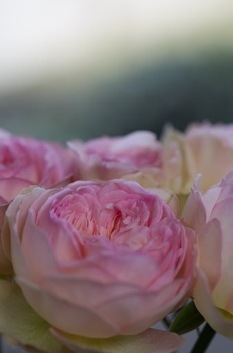 SIGMA MACRO 70mm F2.8