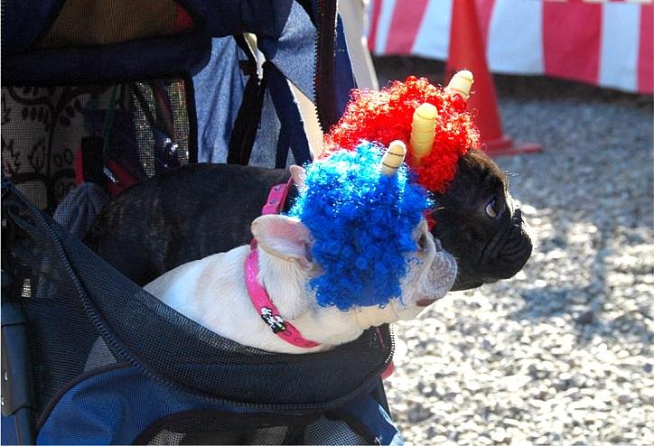 犬
