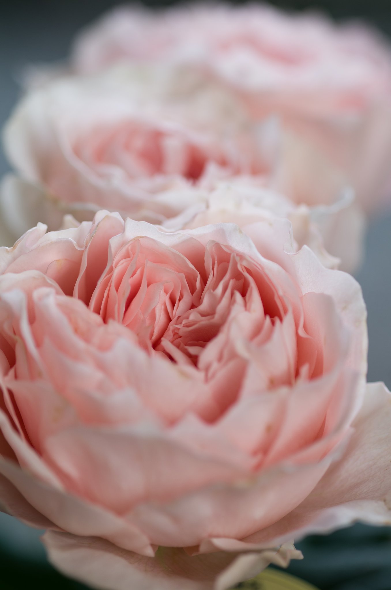 SIGMA MACRO 70mm F2.8