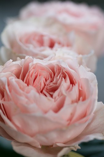 SIGMA MACRO 70mm F2.8