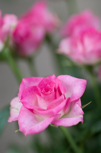 SIGMA MACRO 70mm F2.8