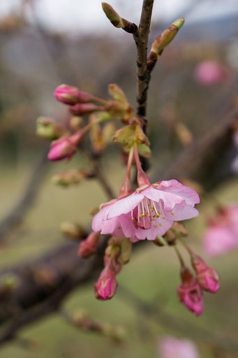 寒桜