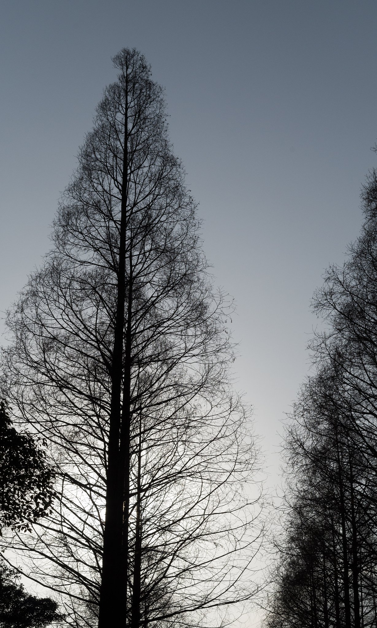 冬の空