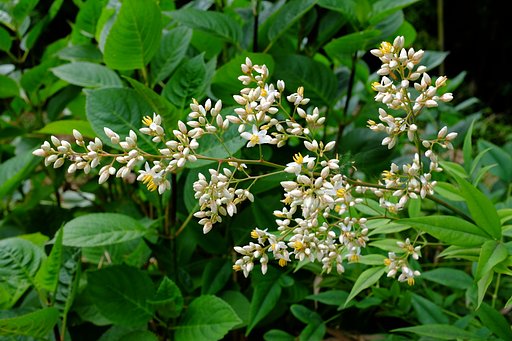 ナンテン開花