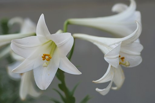 鉄砲百合