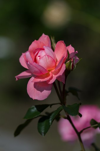 PENTAX-D FA MACRO 100mm F2.8