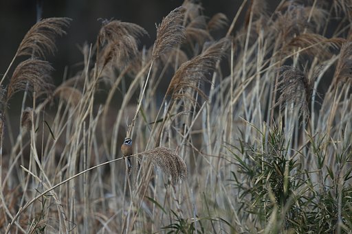 寒さなんか平気