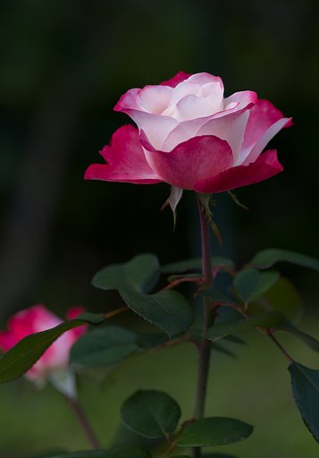 PENTAX-D FA MACRO 100mm F2.8