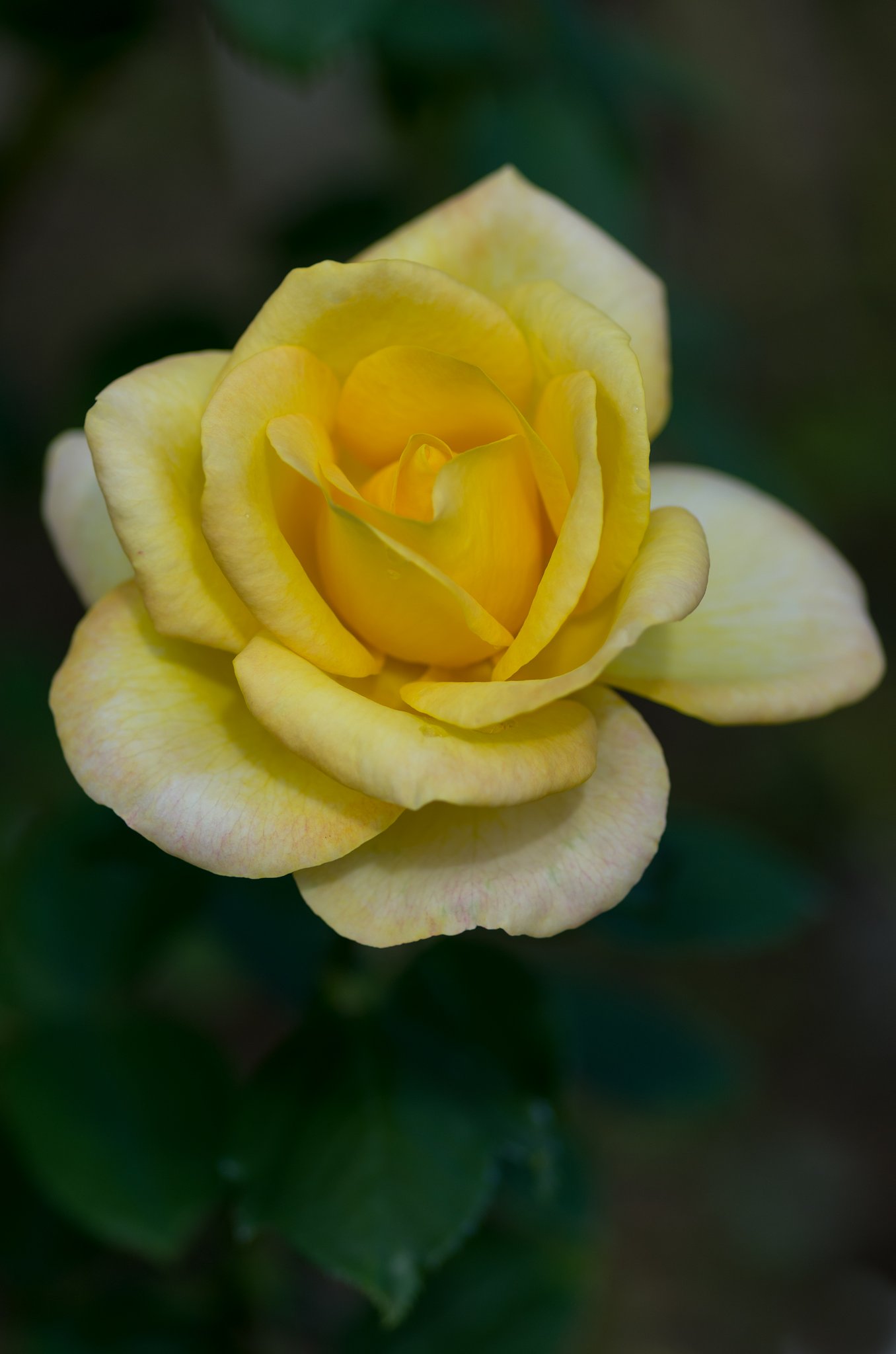 PENTAX-D FA MACRO 100mm F2.8