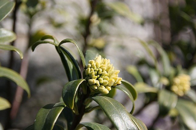 沈丁花