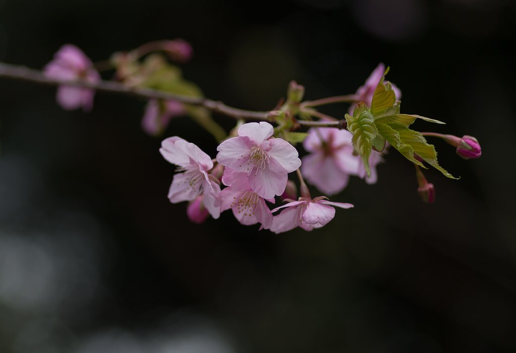 河津桜２