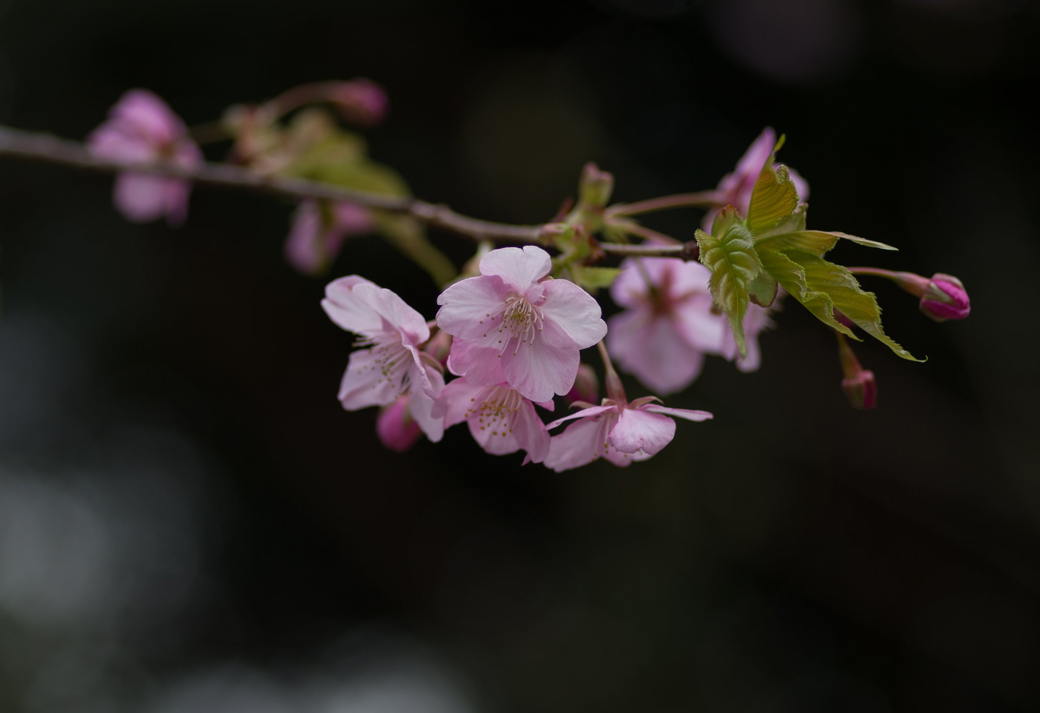 河津桜２