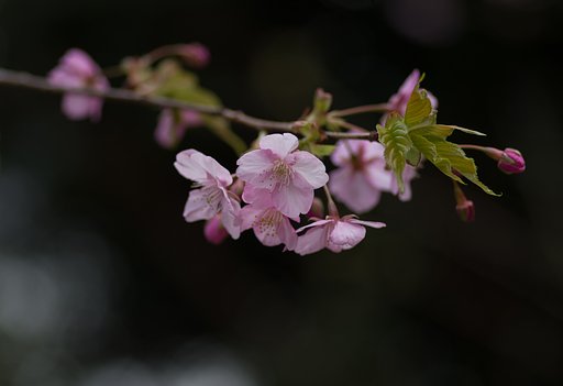 河津桜２